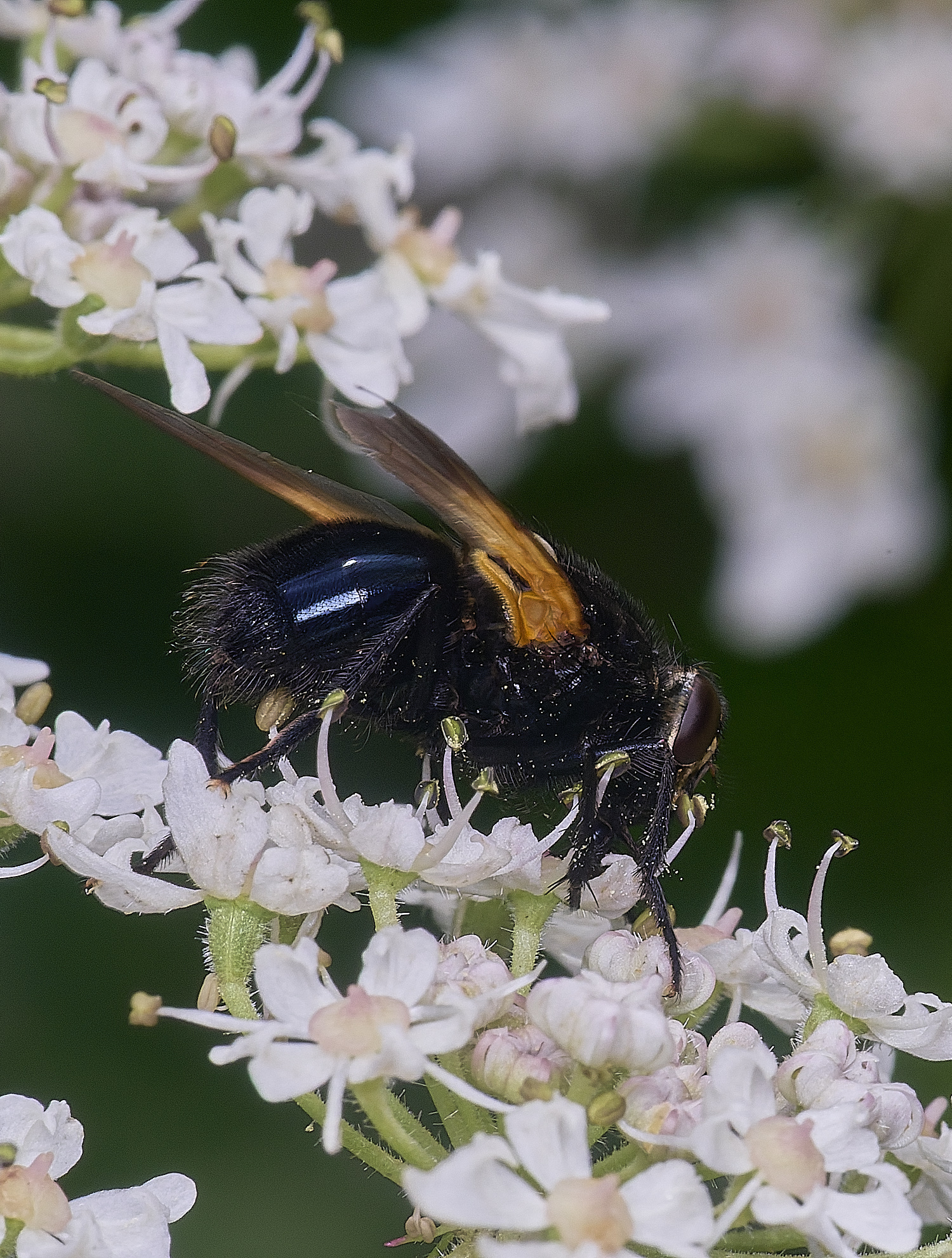 HanworthNoonFly250725-3