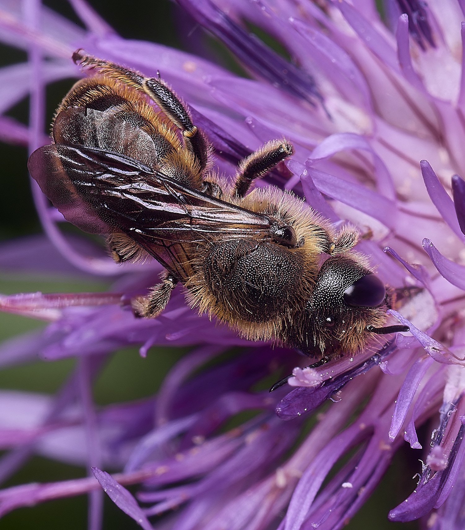 HanworthOleaniae250625-2