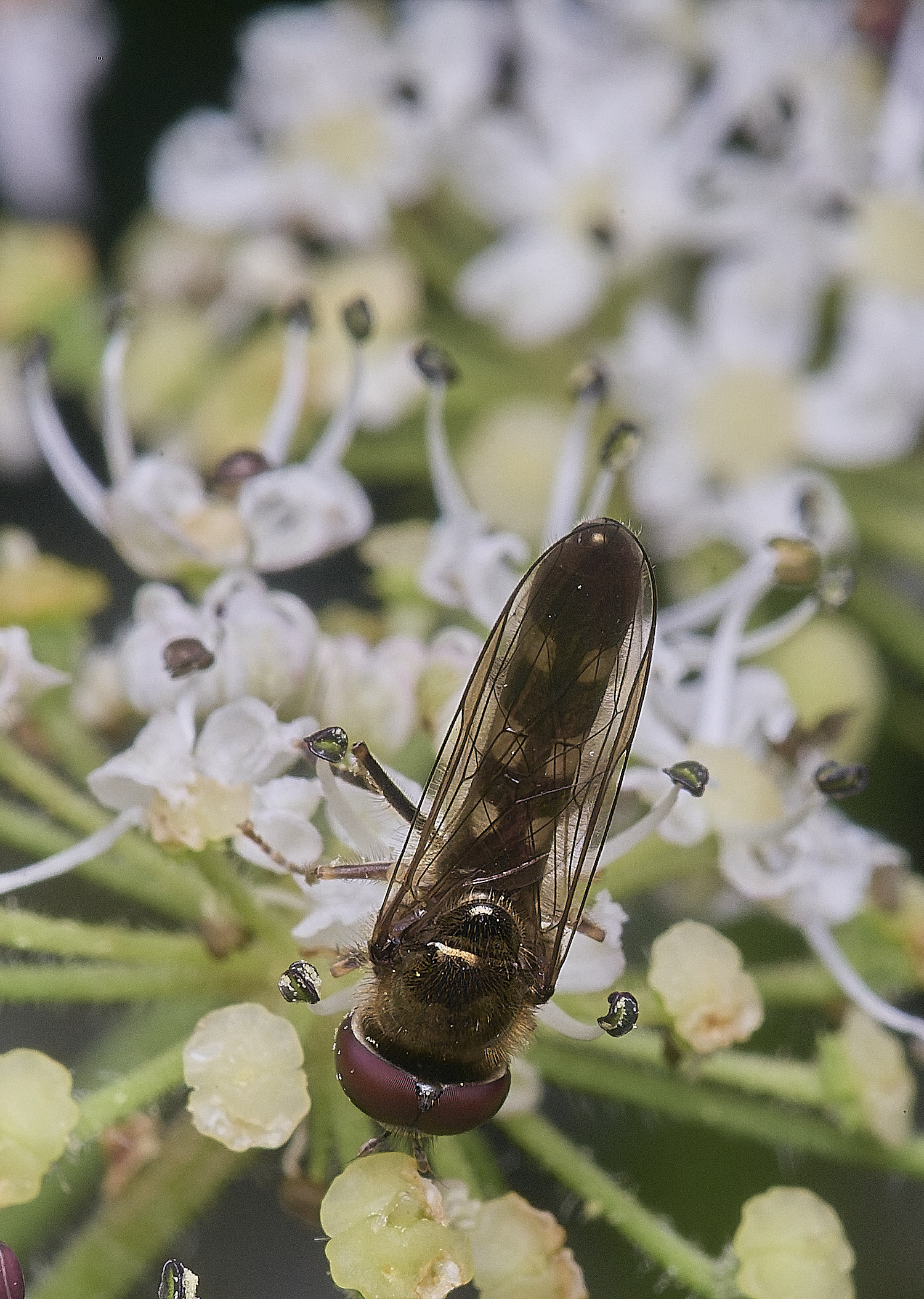 HanwortHover300725-1