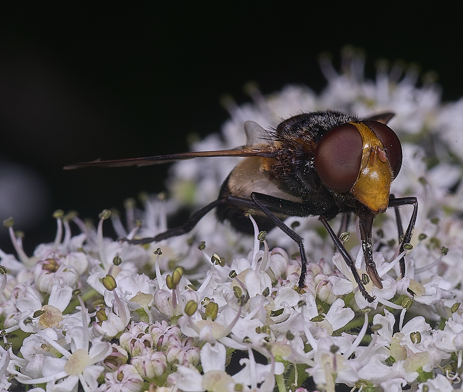 Hanworthpellucida300725-2