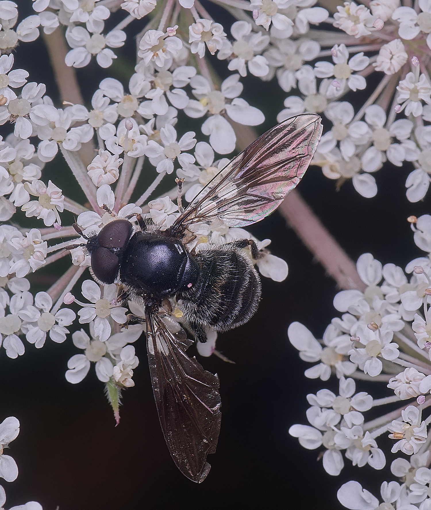 HanworthPipizaSp200725-5