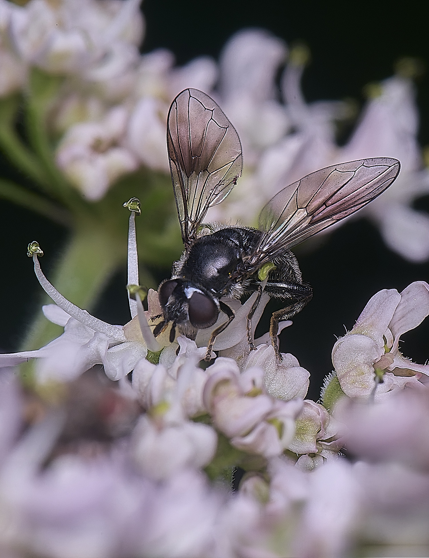 HanworthPipizaSp210725-1