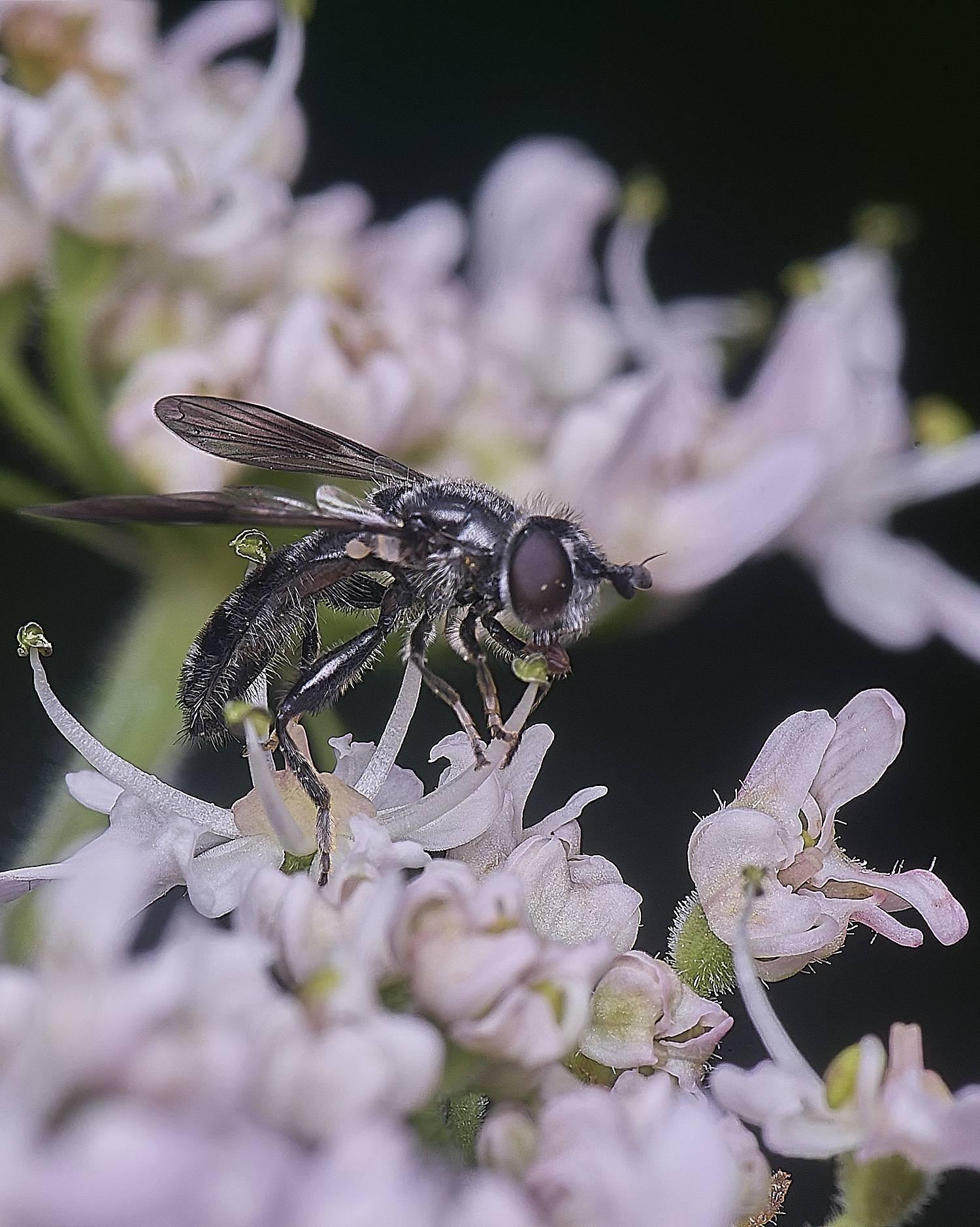 HanworthPipizaSp210725-2