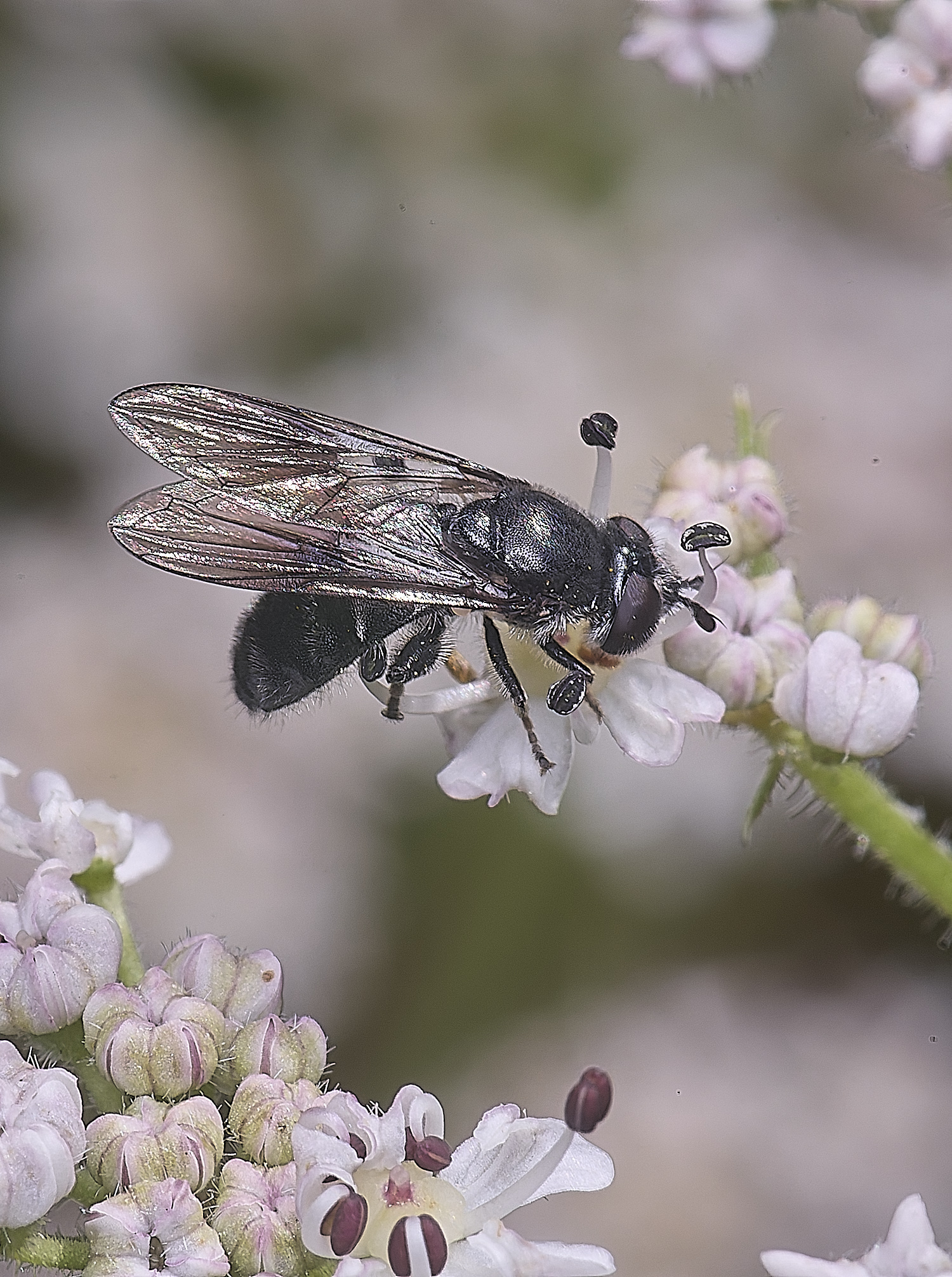 HanworthPipizaSp210725-3