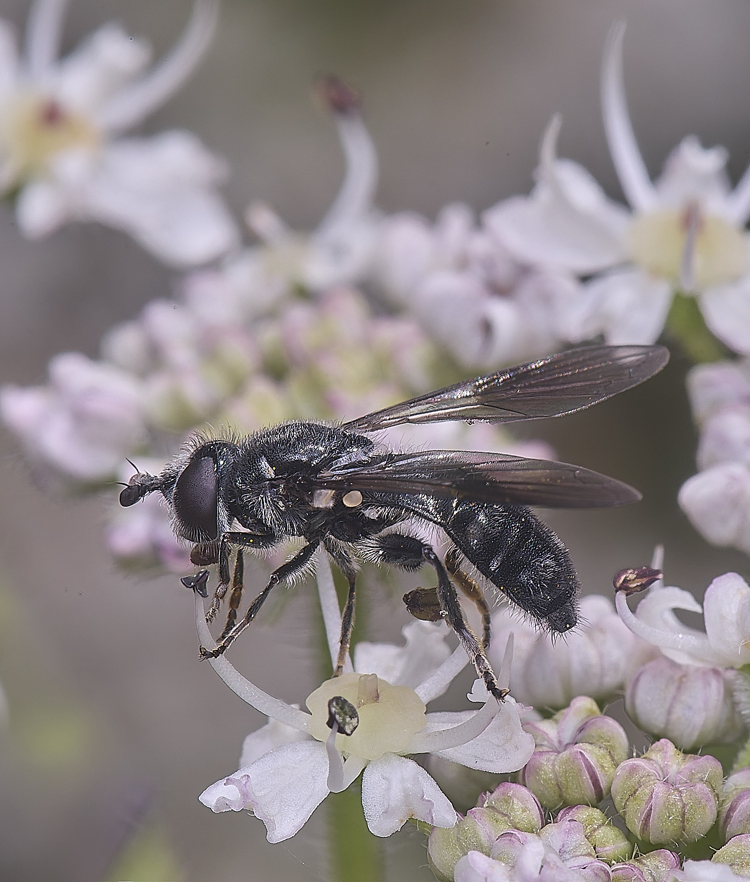 HanworthPipizaSp210725-5