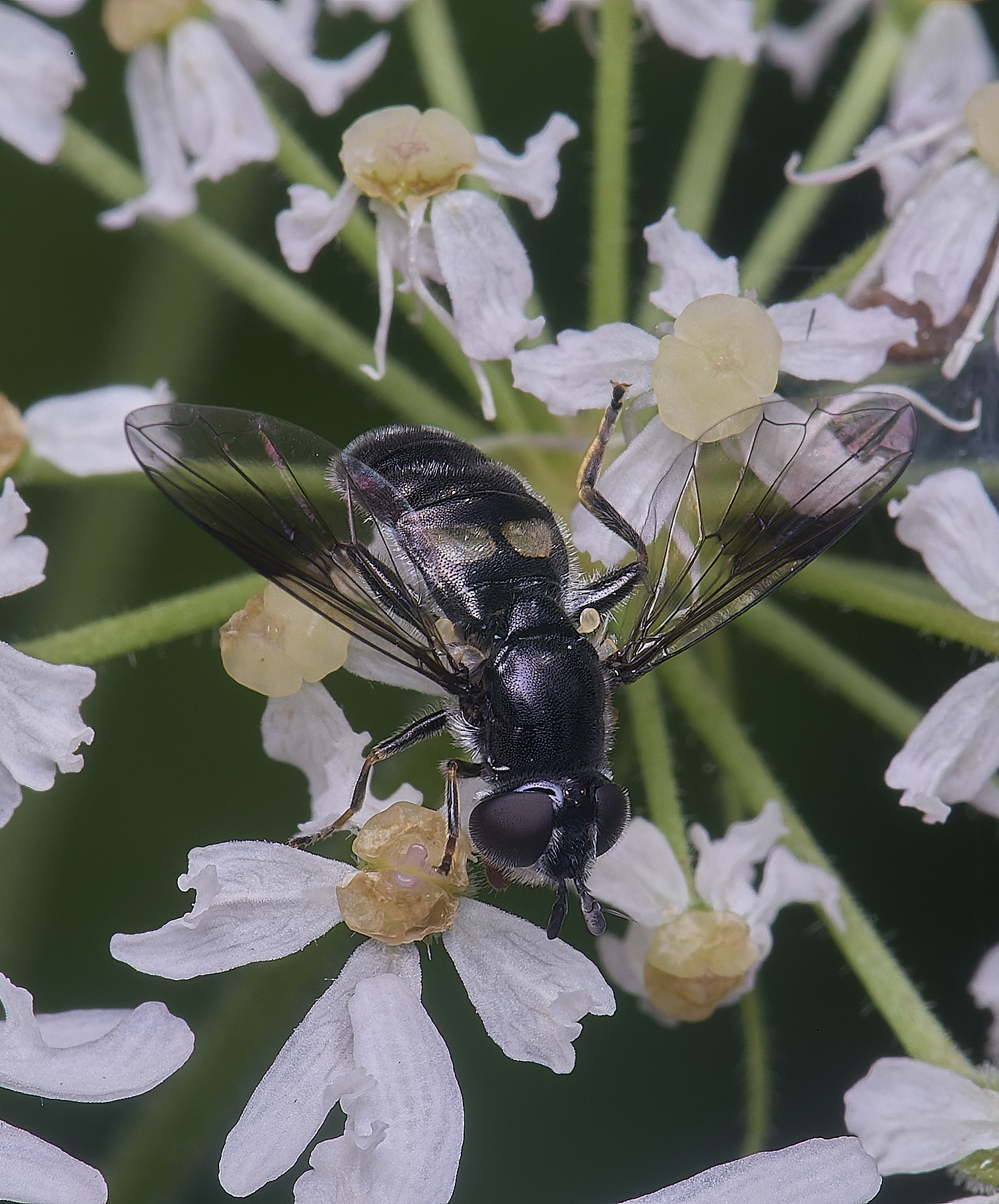 HanworthPipizaSp2210725-2