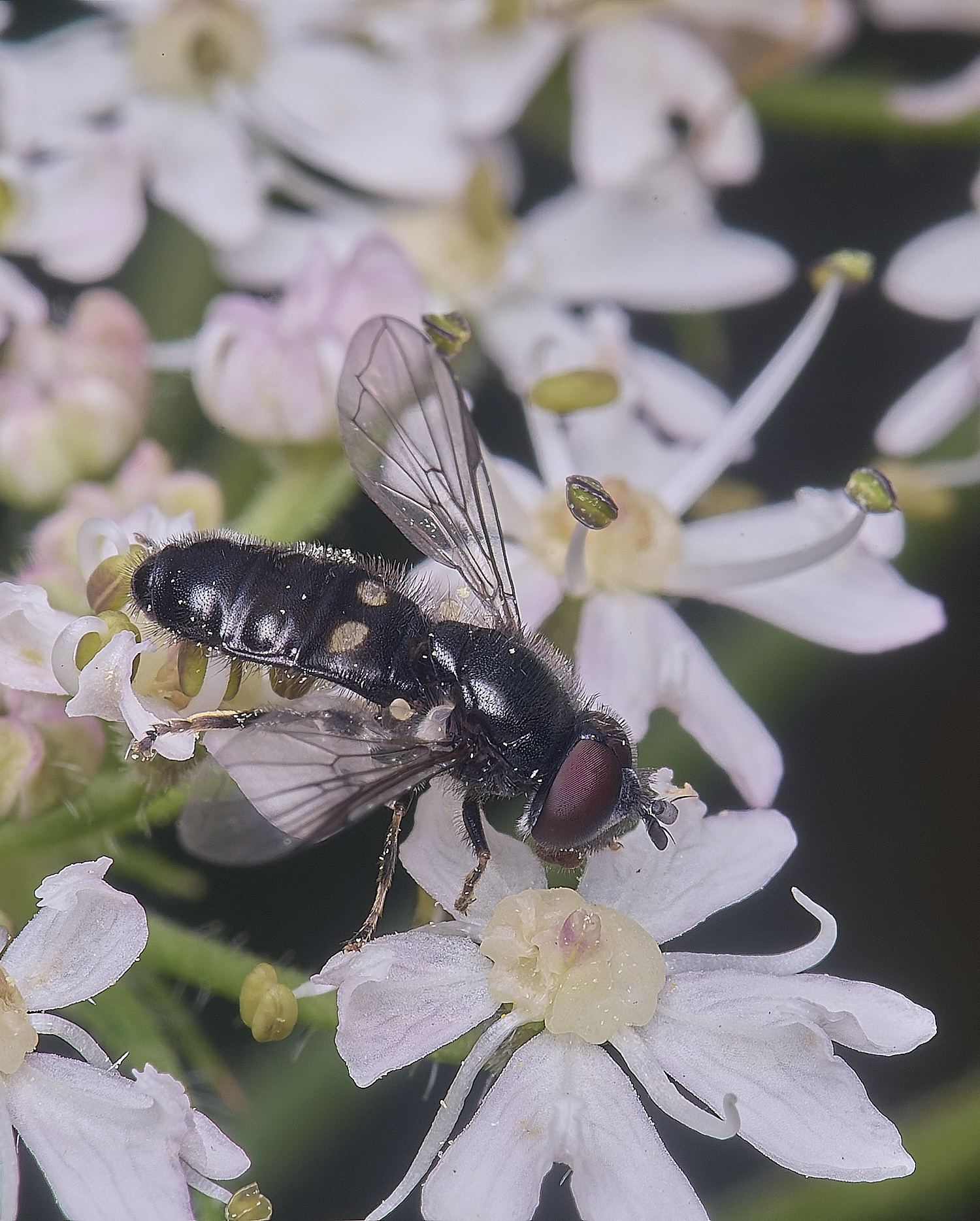 HanworthPnoctiluca200725-2