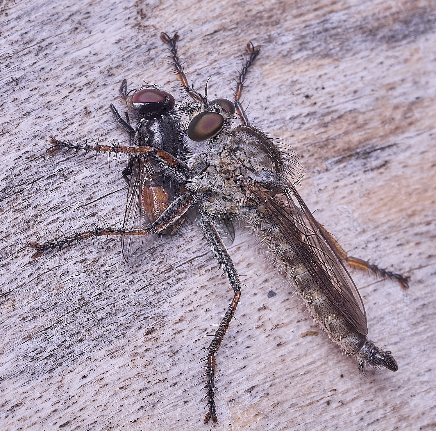 HanworthRobberfly030825-3