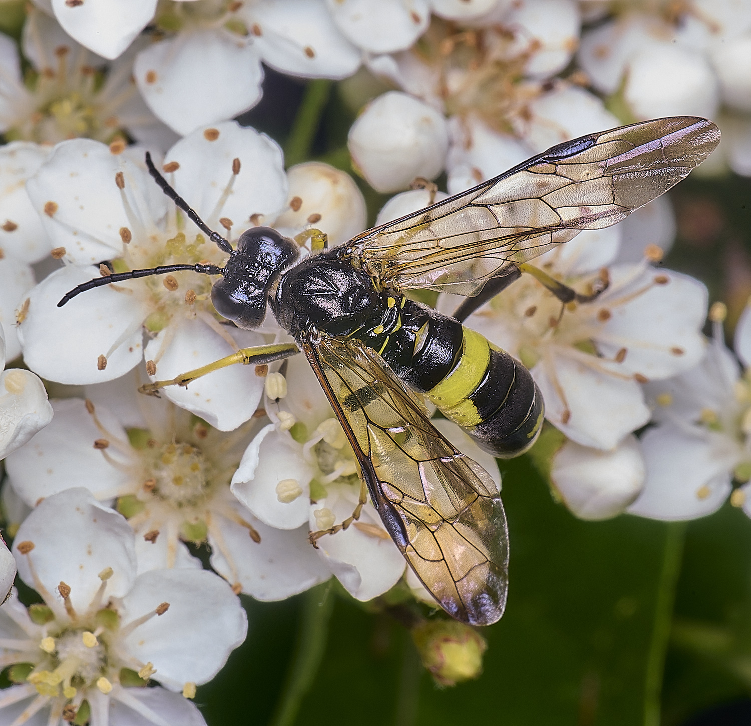 HanworthSawflySp020625-3