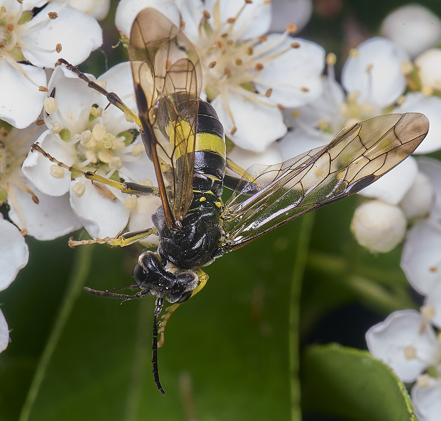 HanworthSawflySp020625-4