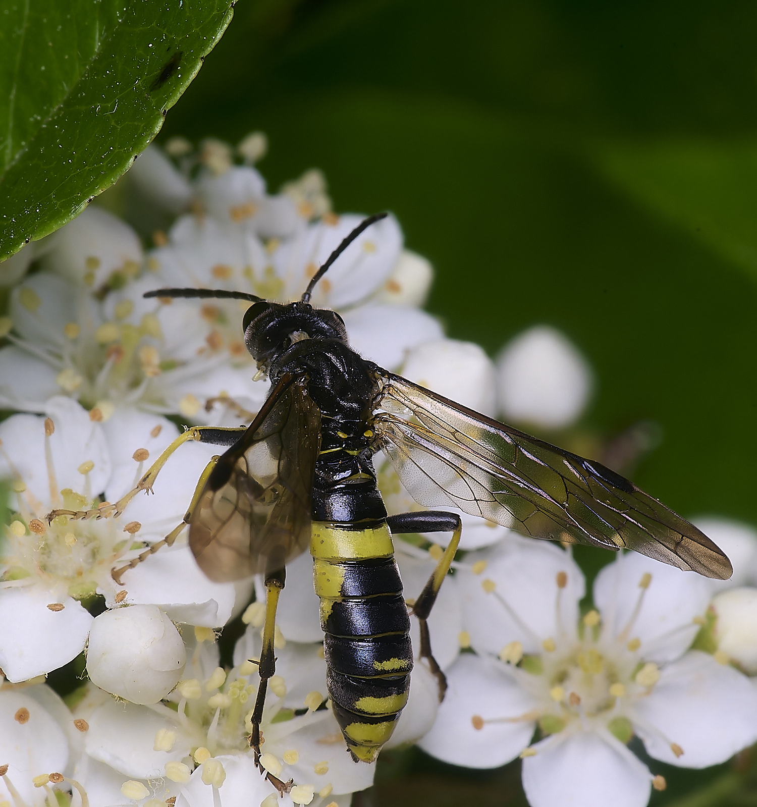 HanworthSawflySp020625-5