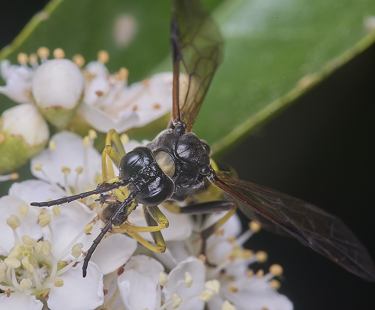 HanworthSawflySp020625-6