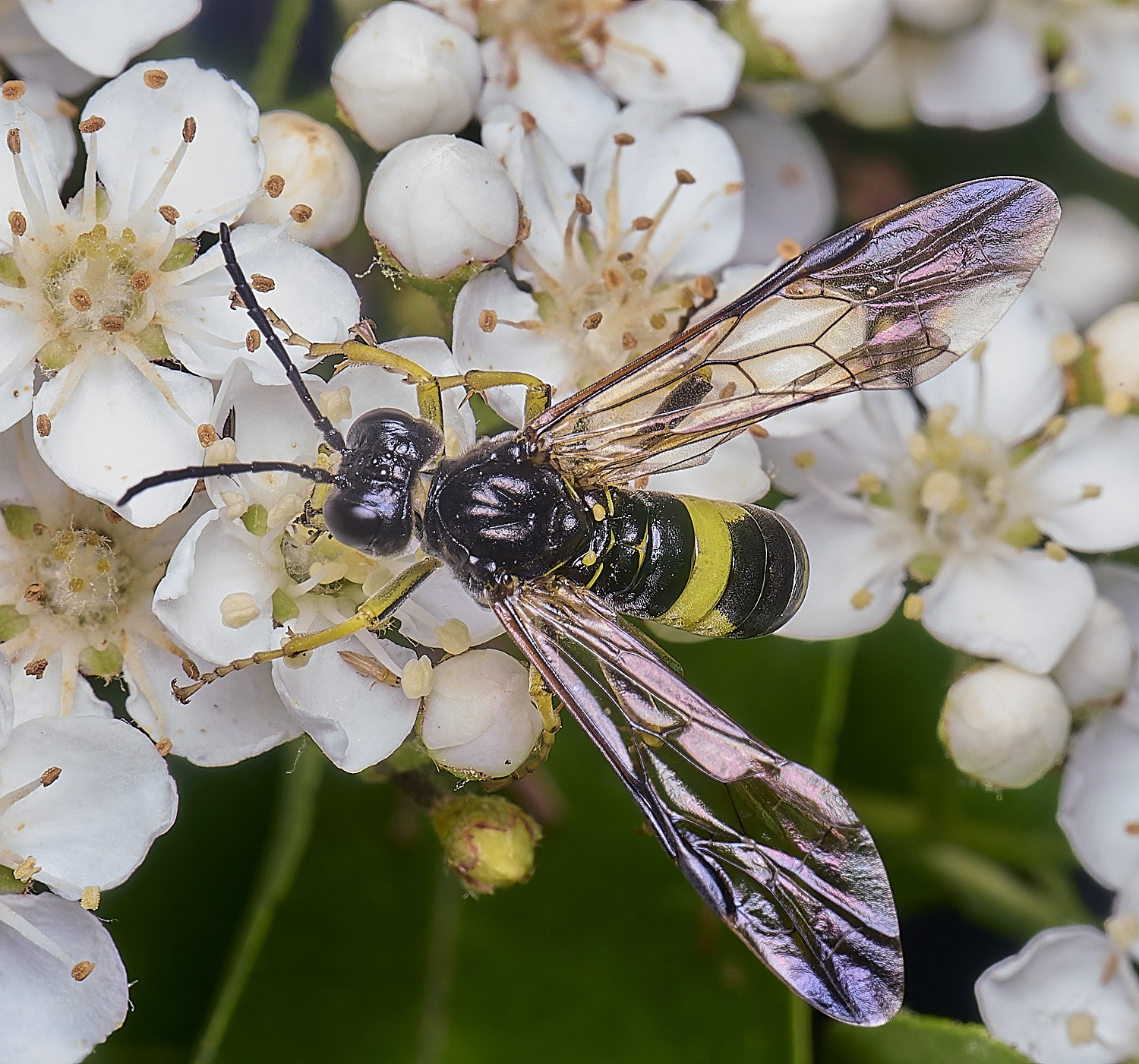 HanworthSawflySp020625-7