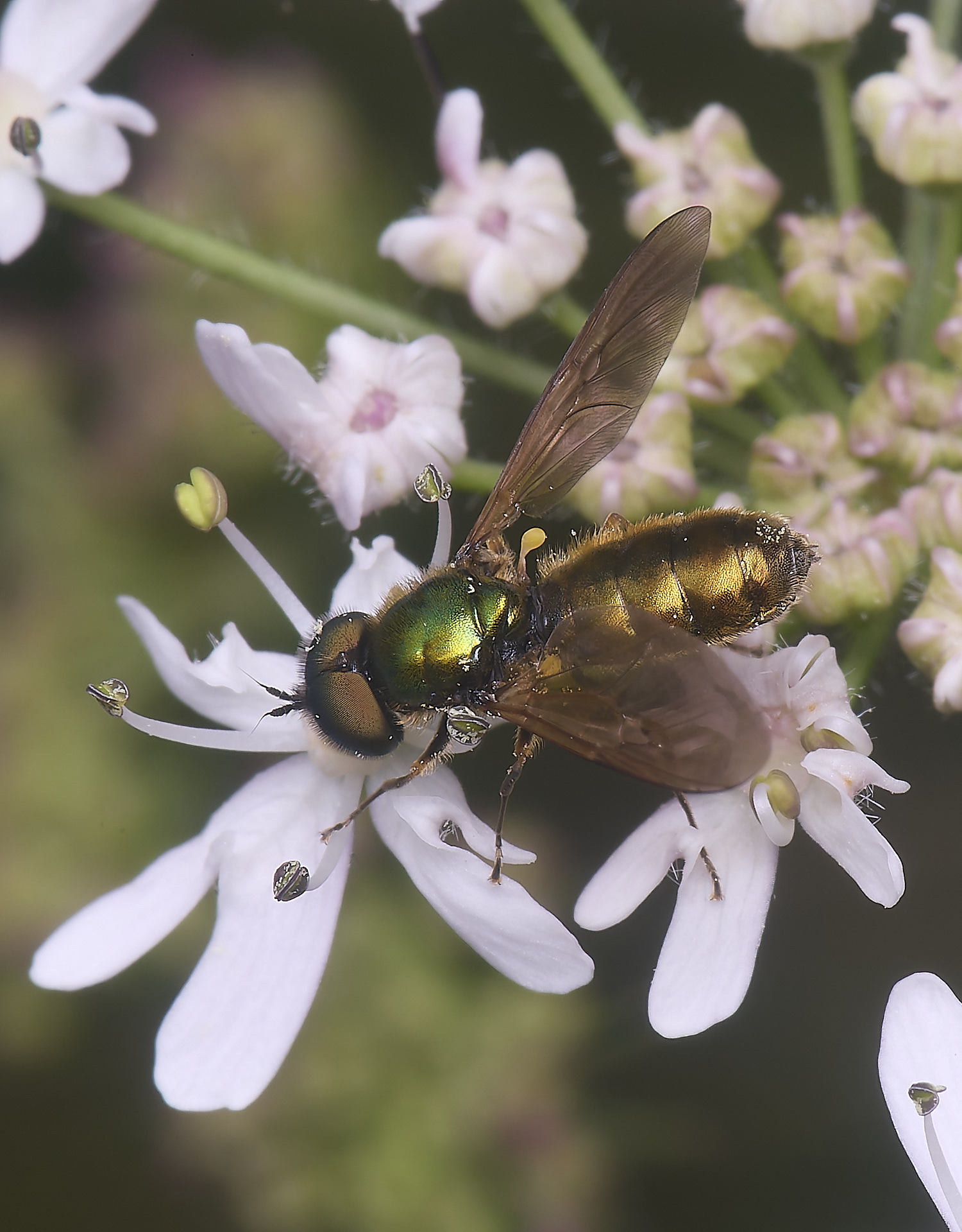 HanworthSoldierCformosa210725-2