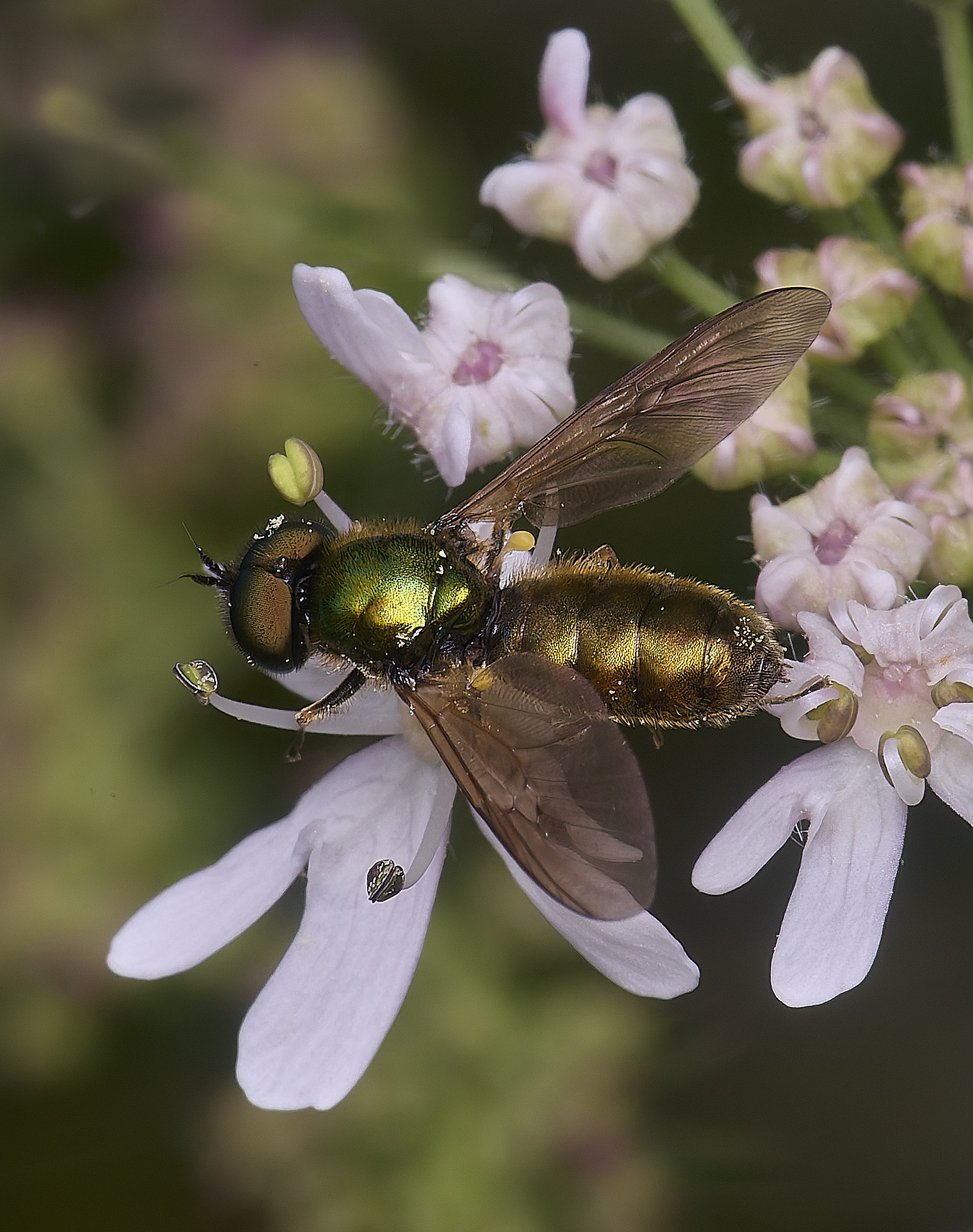 HanworthSoldierCformosa210725-3