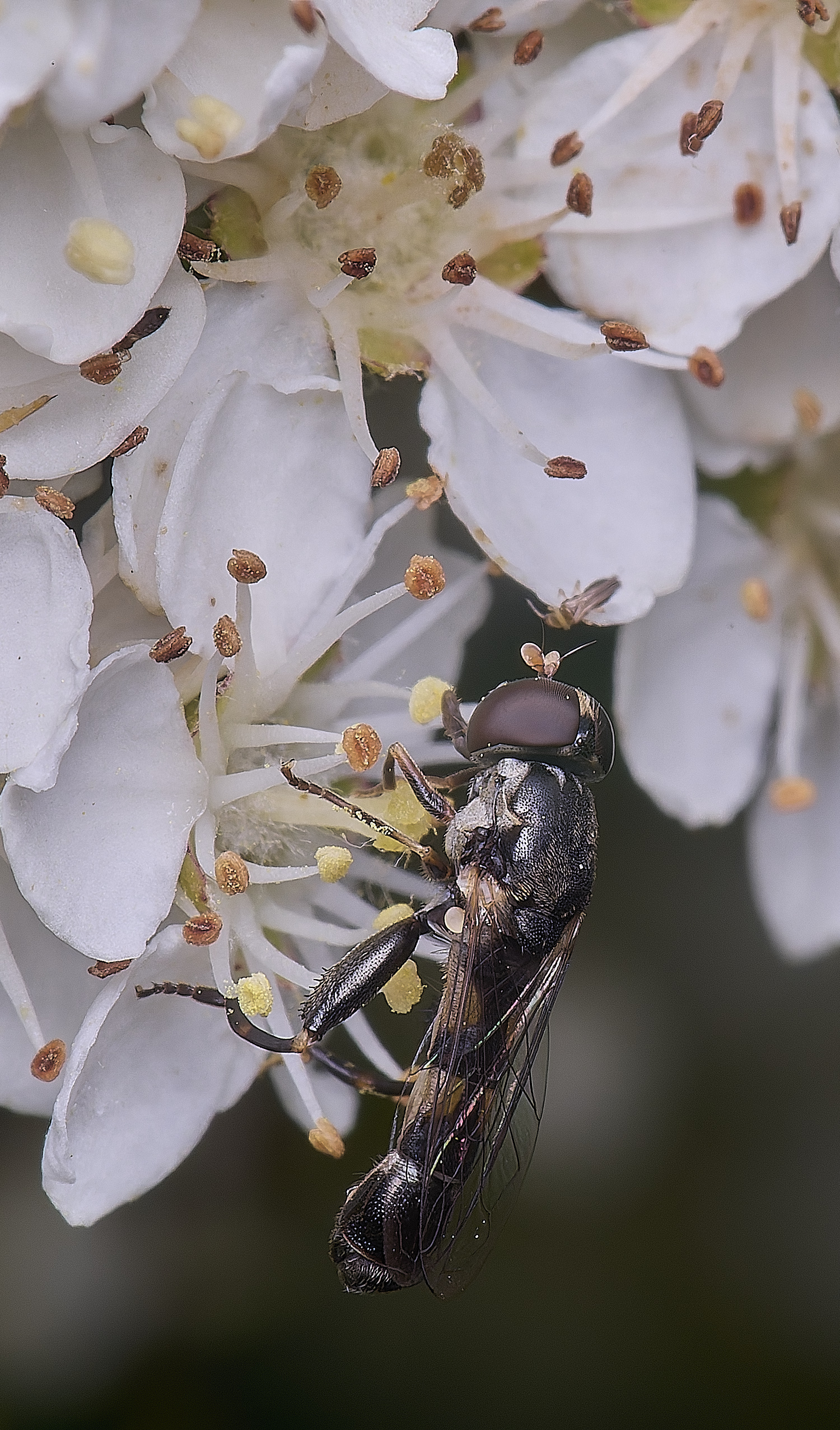 HanworthSpopoens020627-1