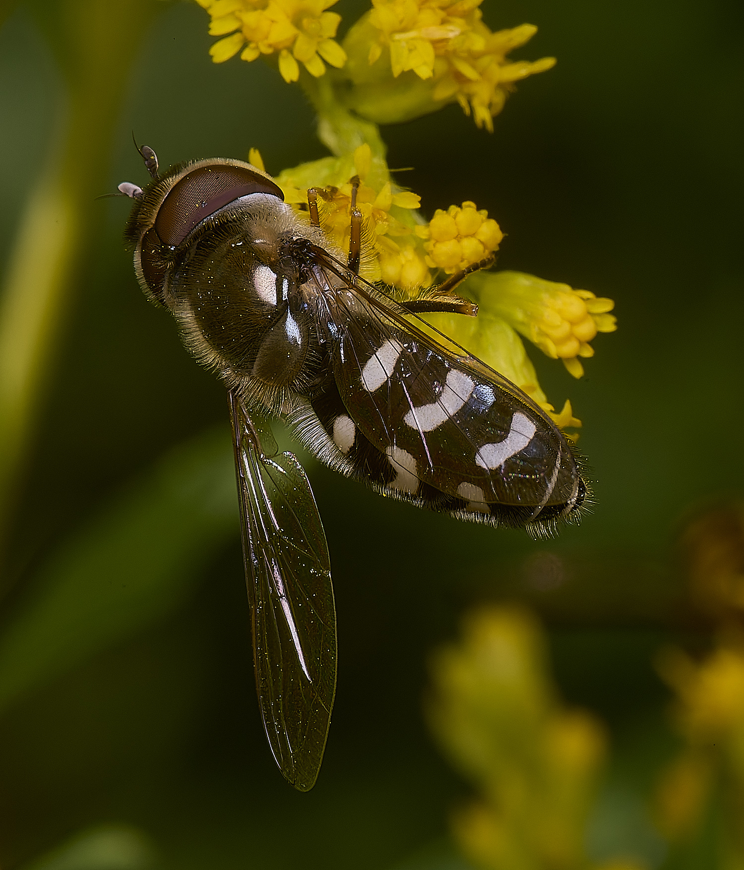 HanworthSpyrastri180725-1