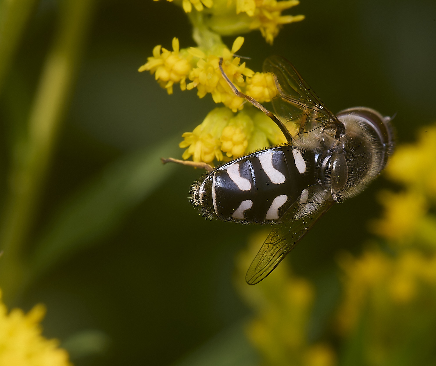 HanworthSpyrastri180725-2