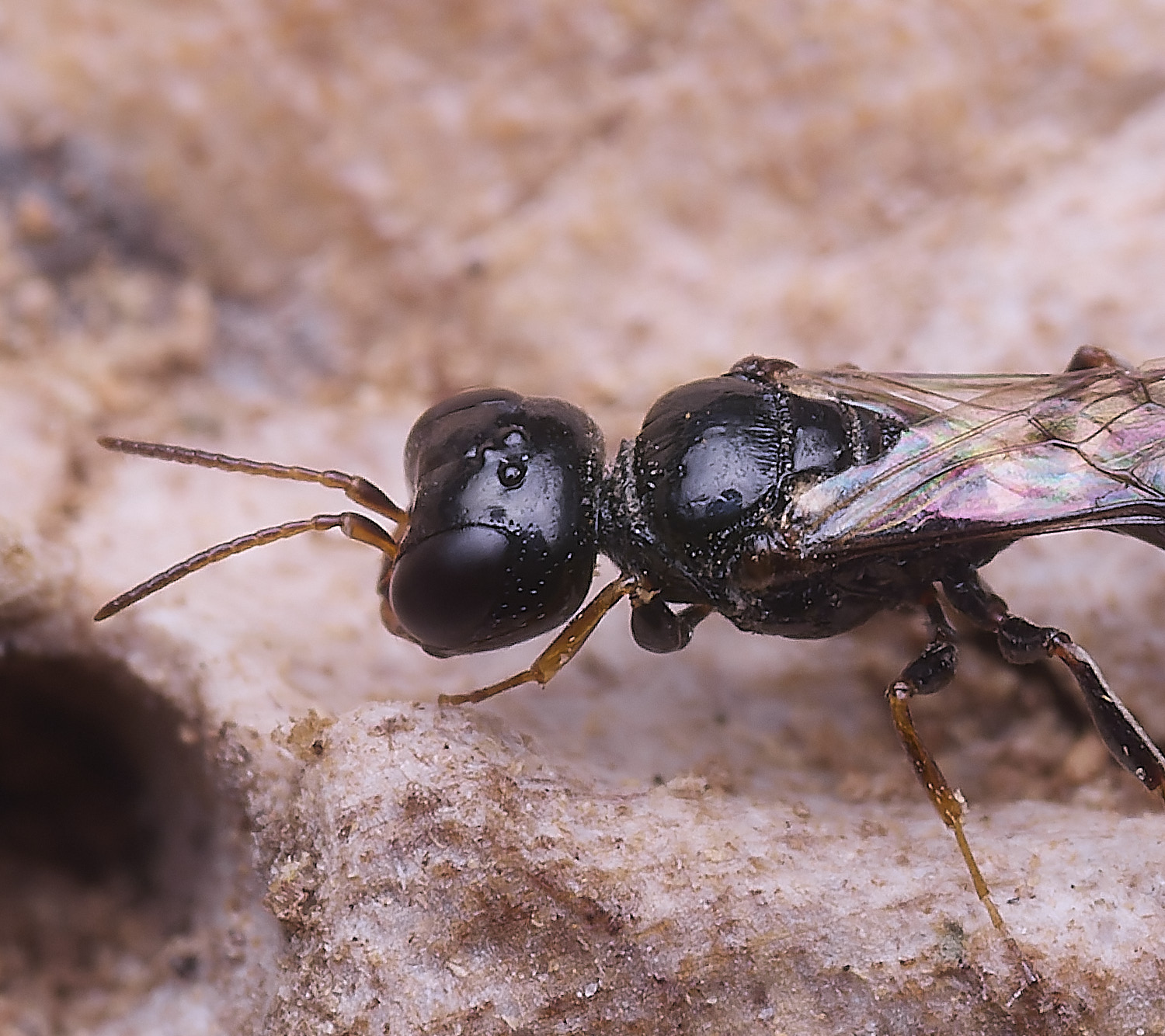 HanworthSs?040825-10