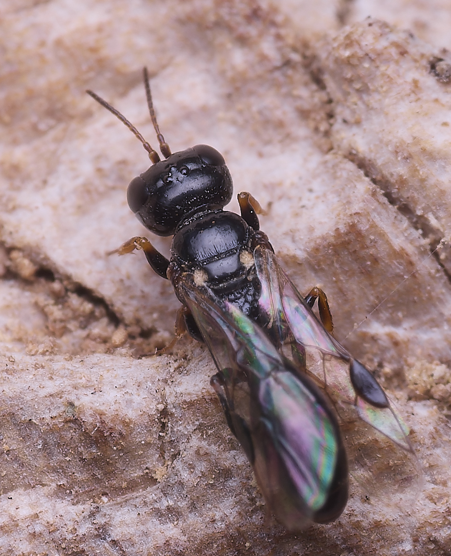 HanworthSs?040825-11