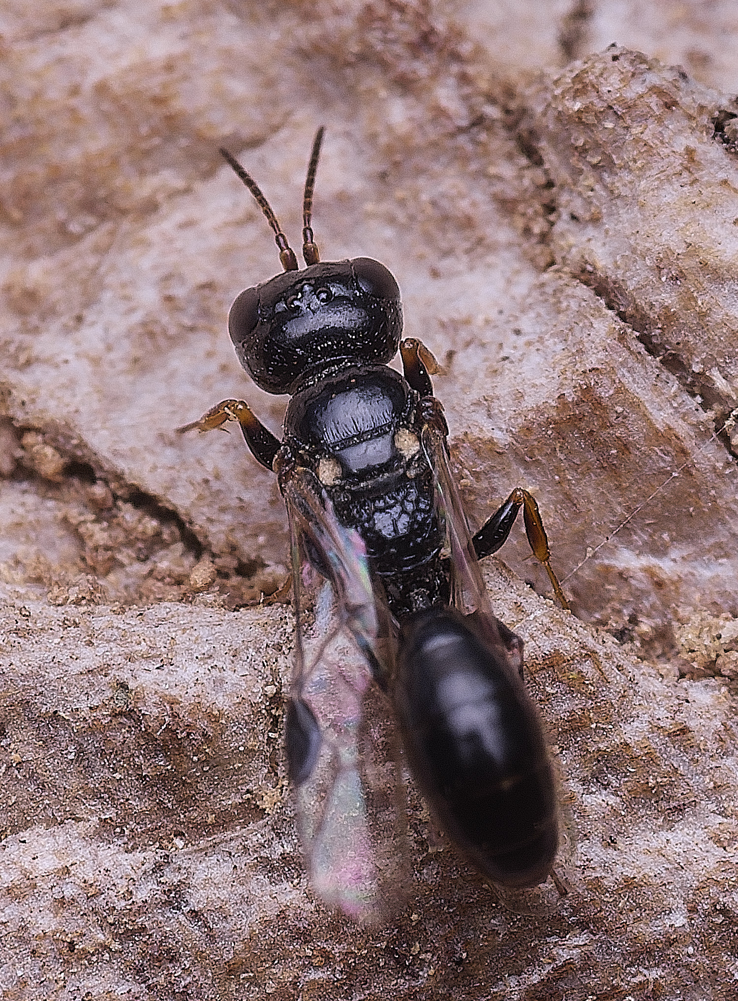 HanworthSs?040825-12