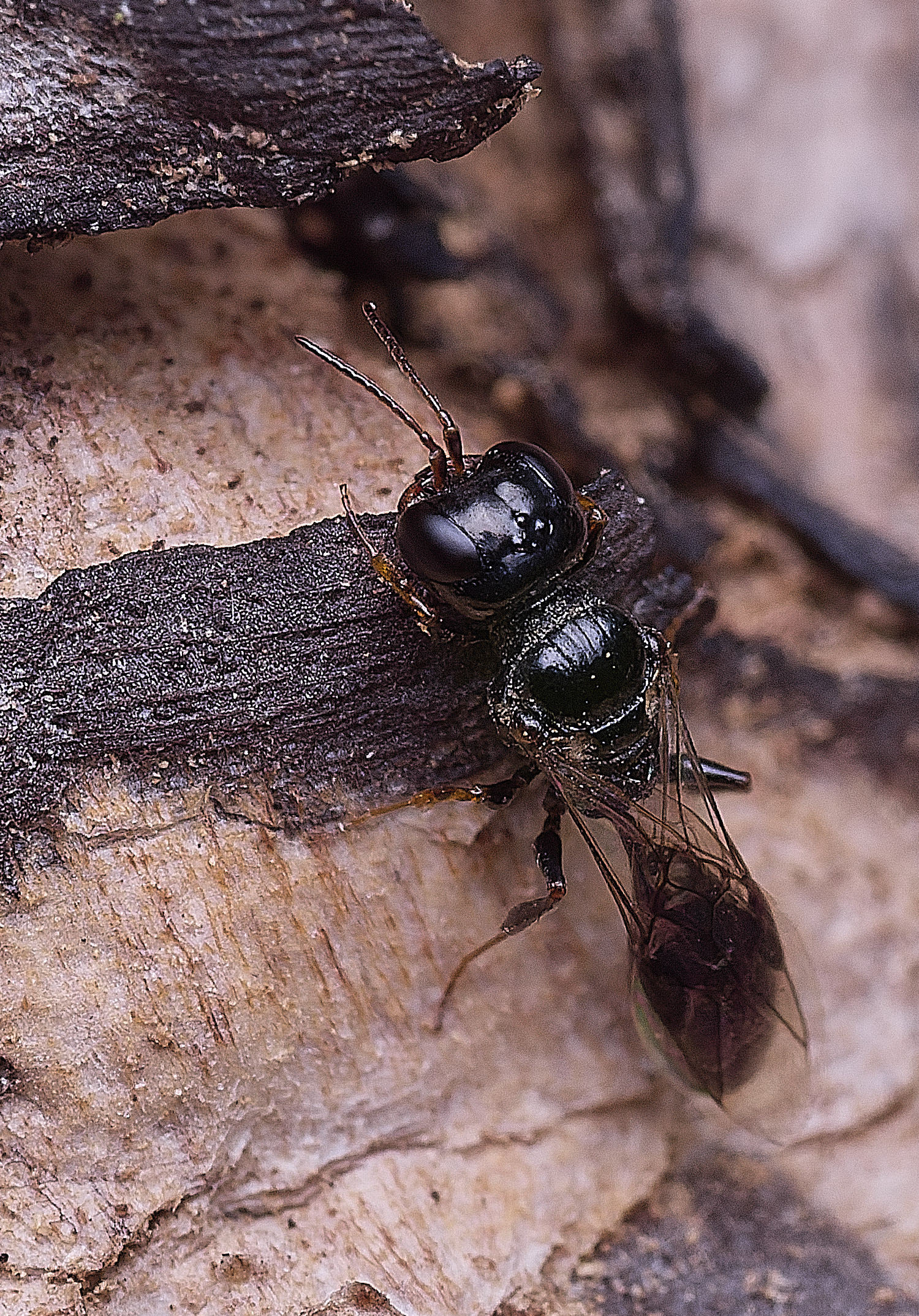 HanworthSs?040825-13