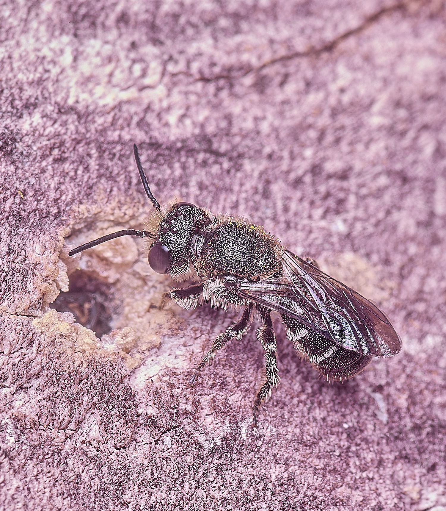 HanworthStellis140625-1