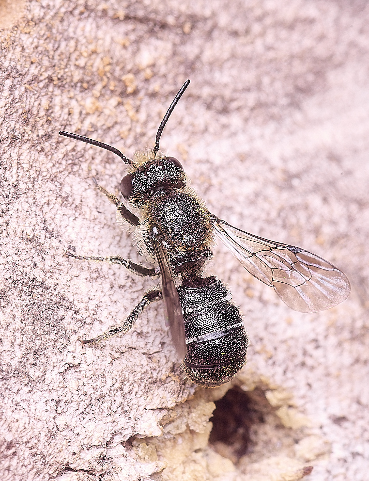 HanworthStellis140625-3