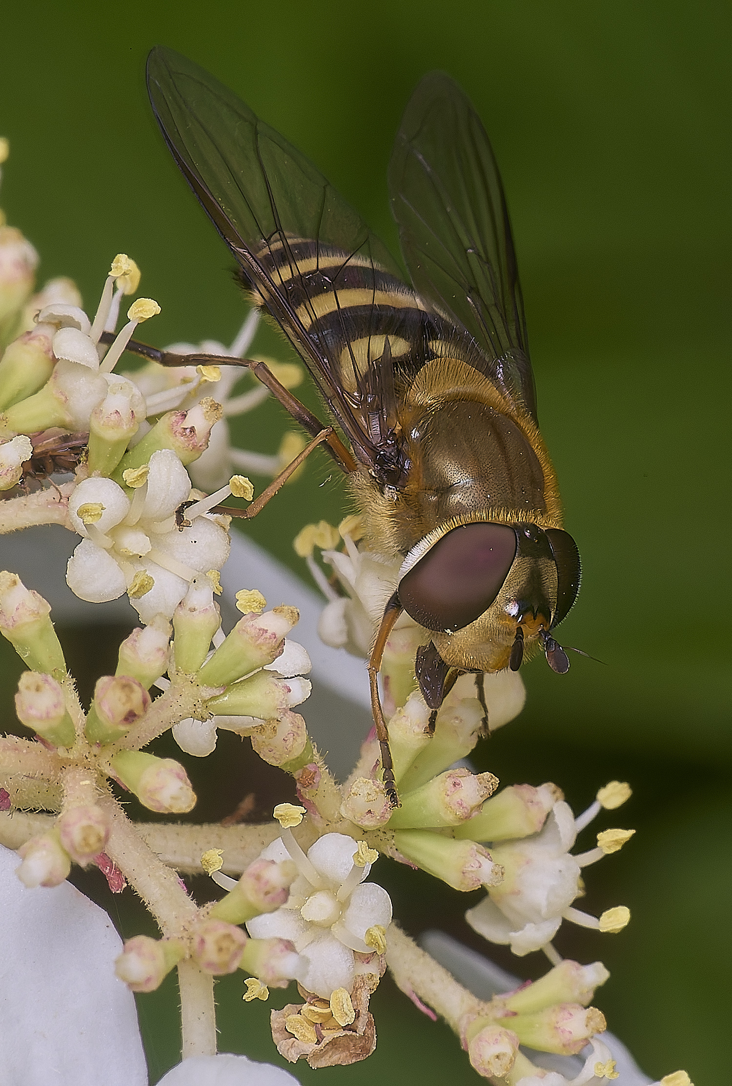 HanworthSyrphusSp020625-1