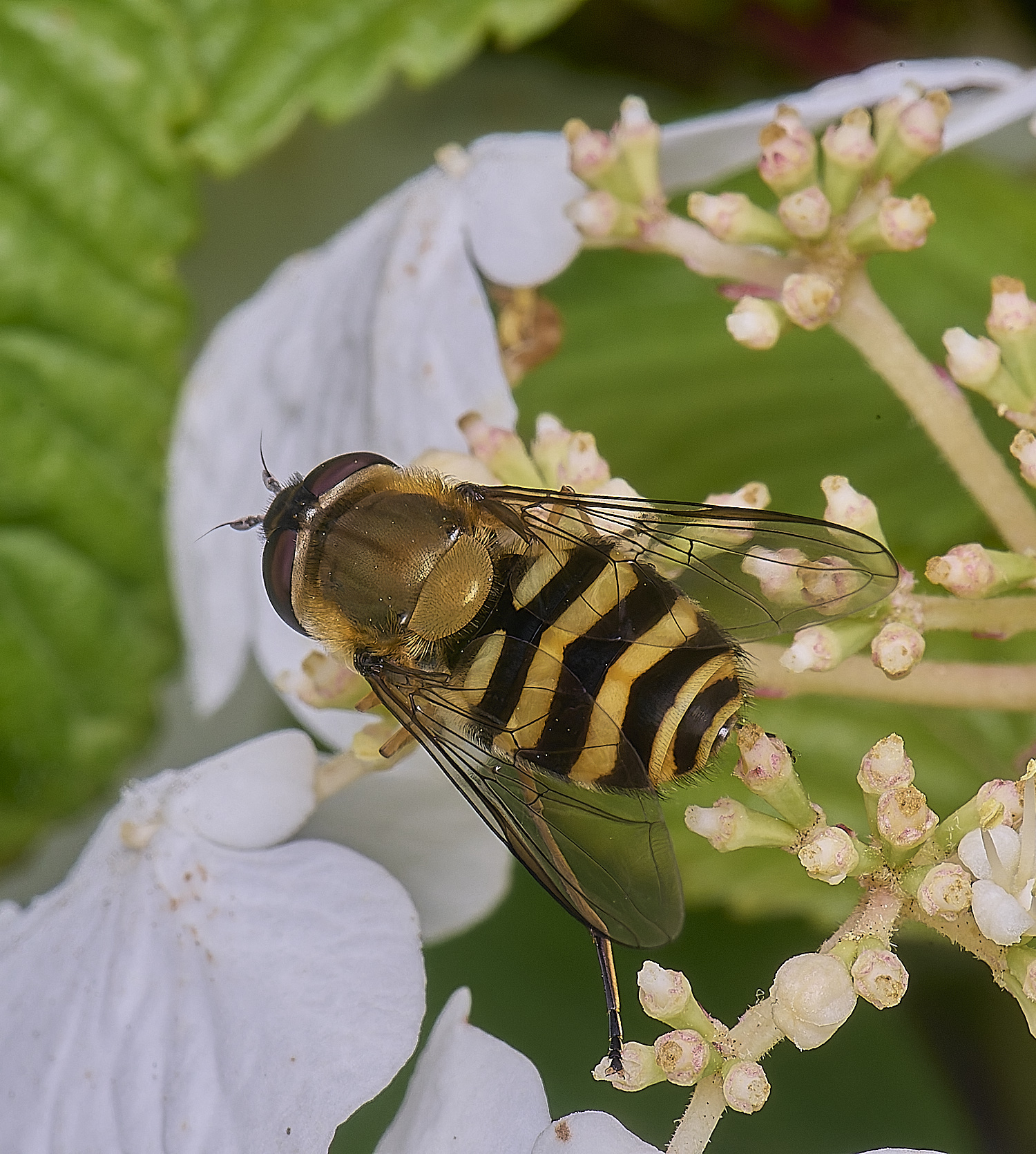 HanworthSyrphusSp020625-4