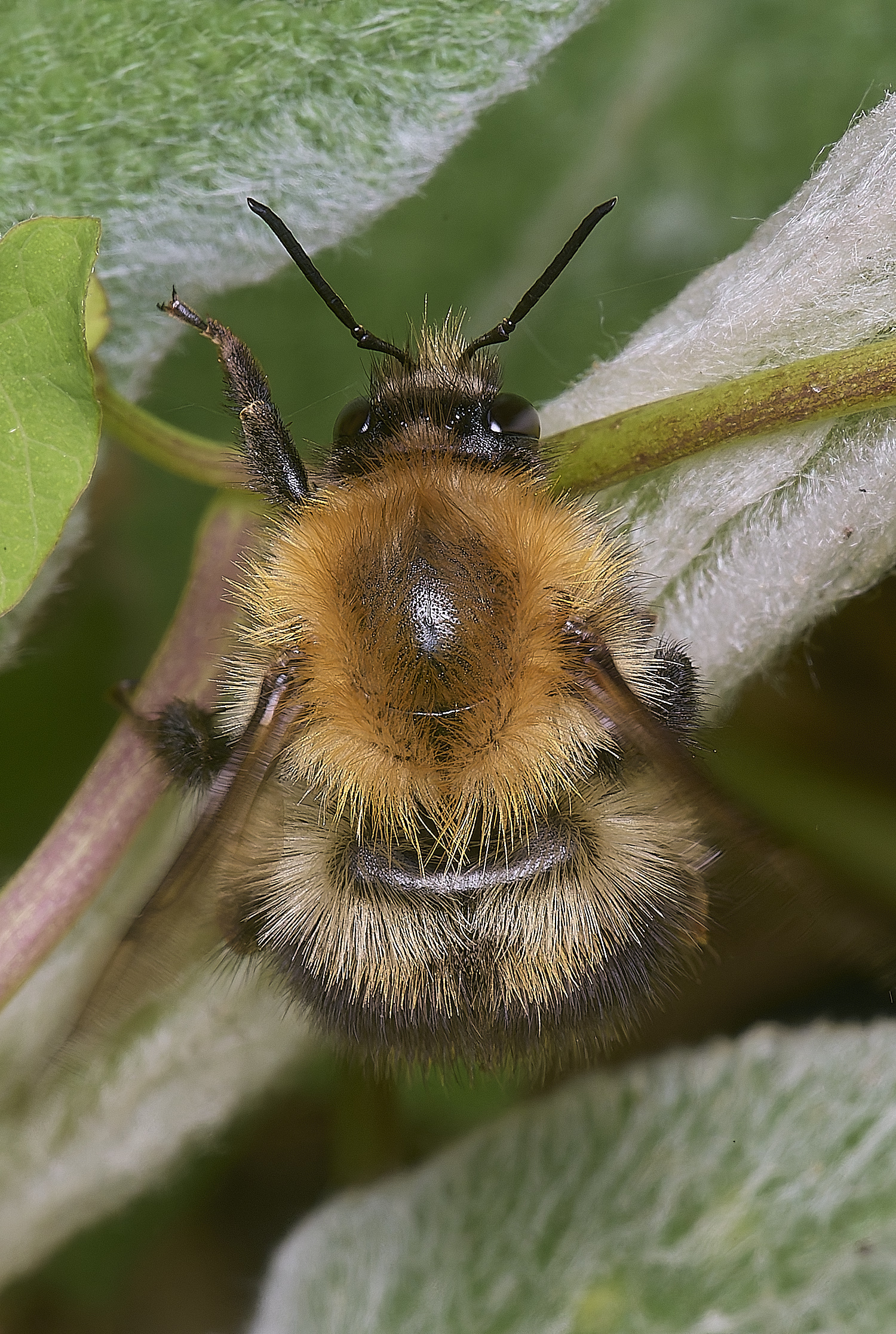 HanworthtreeBumbleBee010725-2