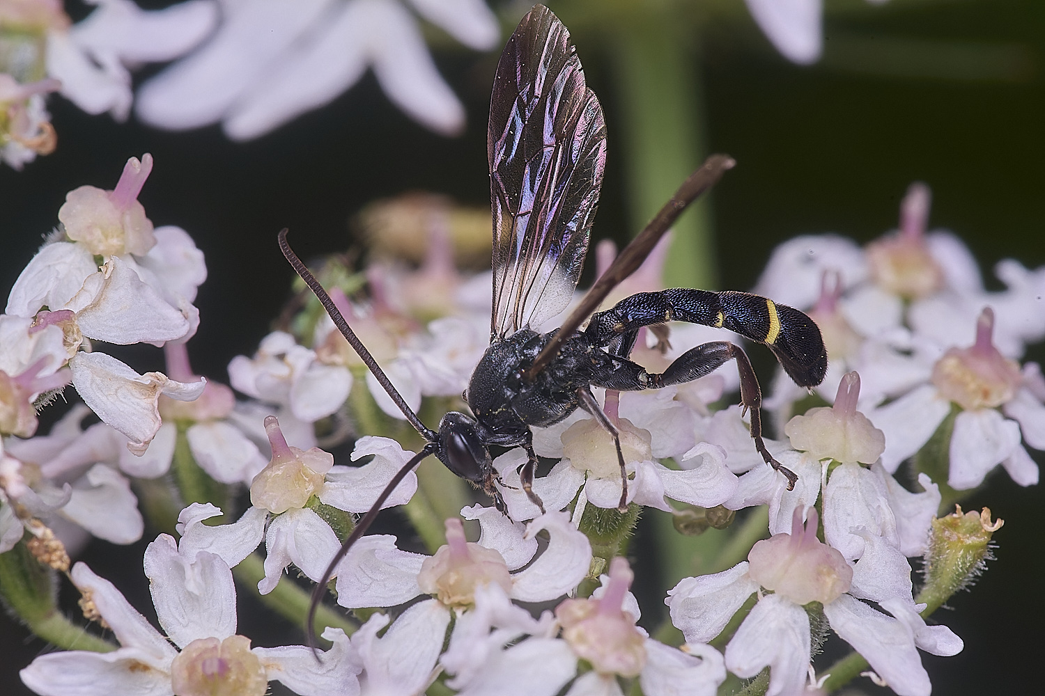 HanworthUnkown220725-11