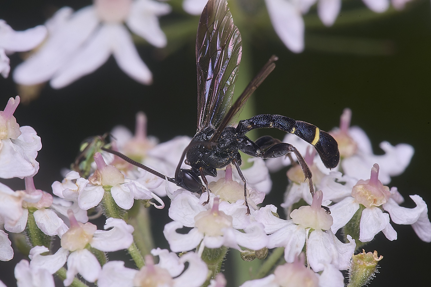 HanworthUnkown220725-3