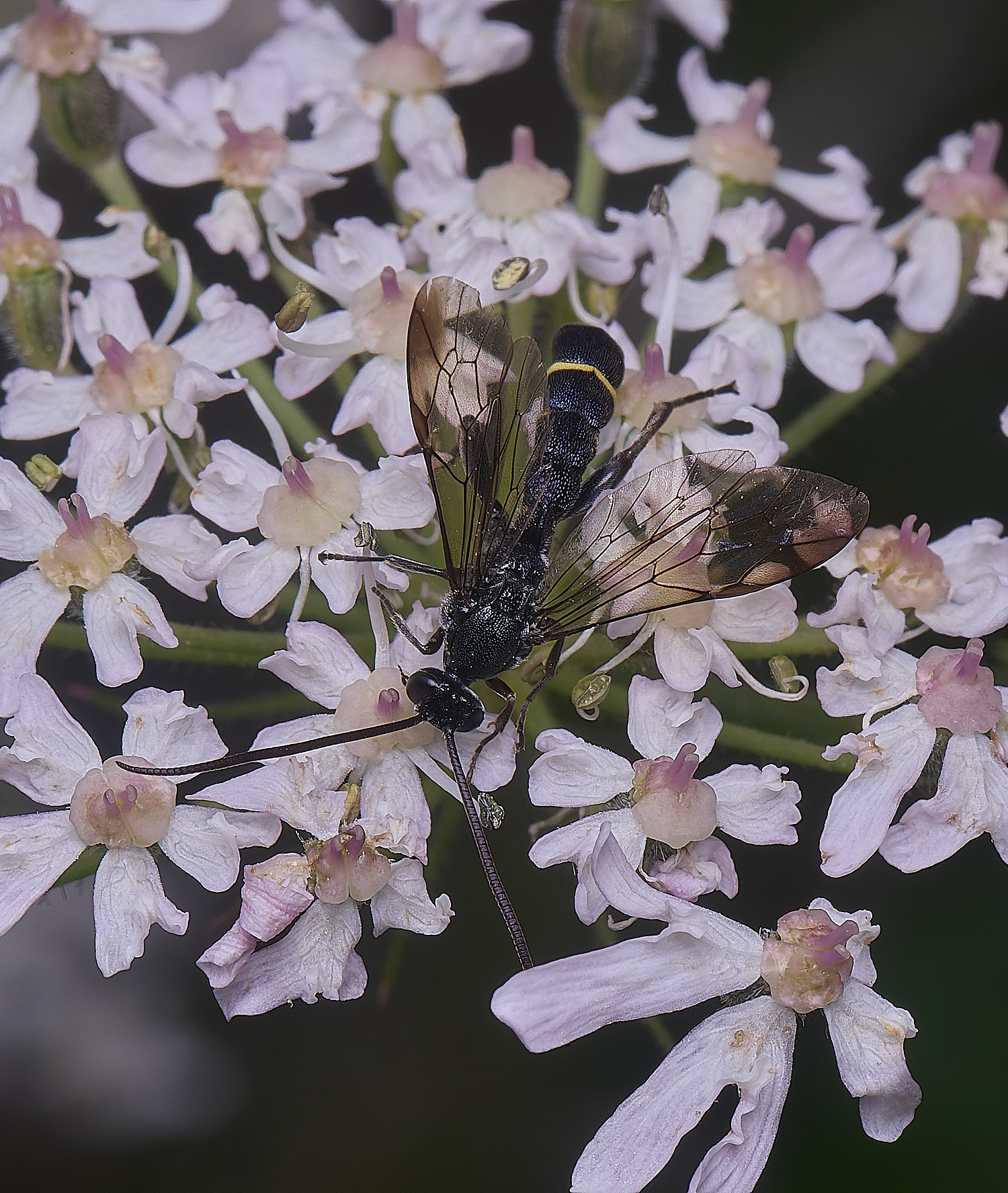 HanworthUnkown220725-5