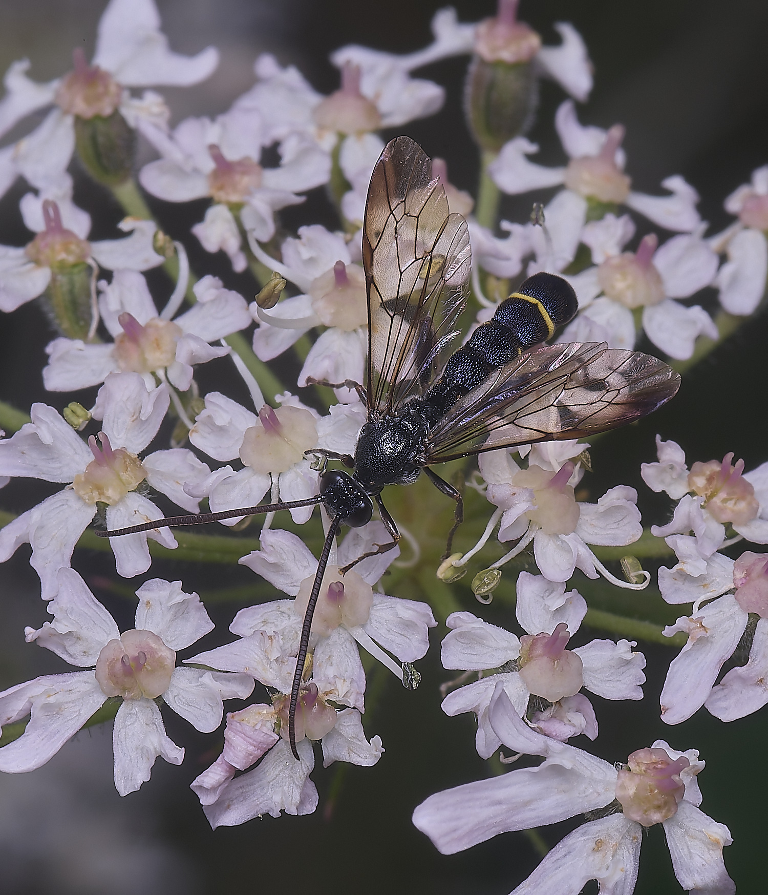 HanworthUnkown220725-6