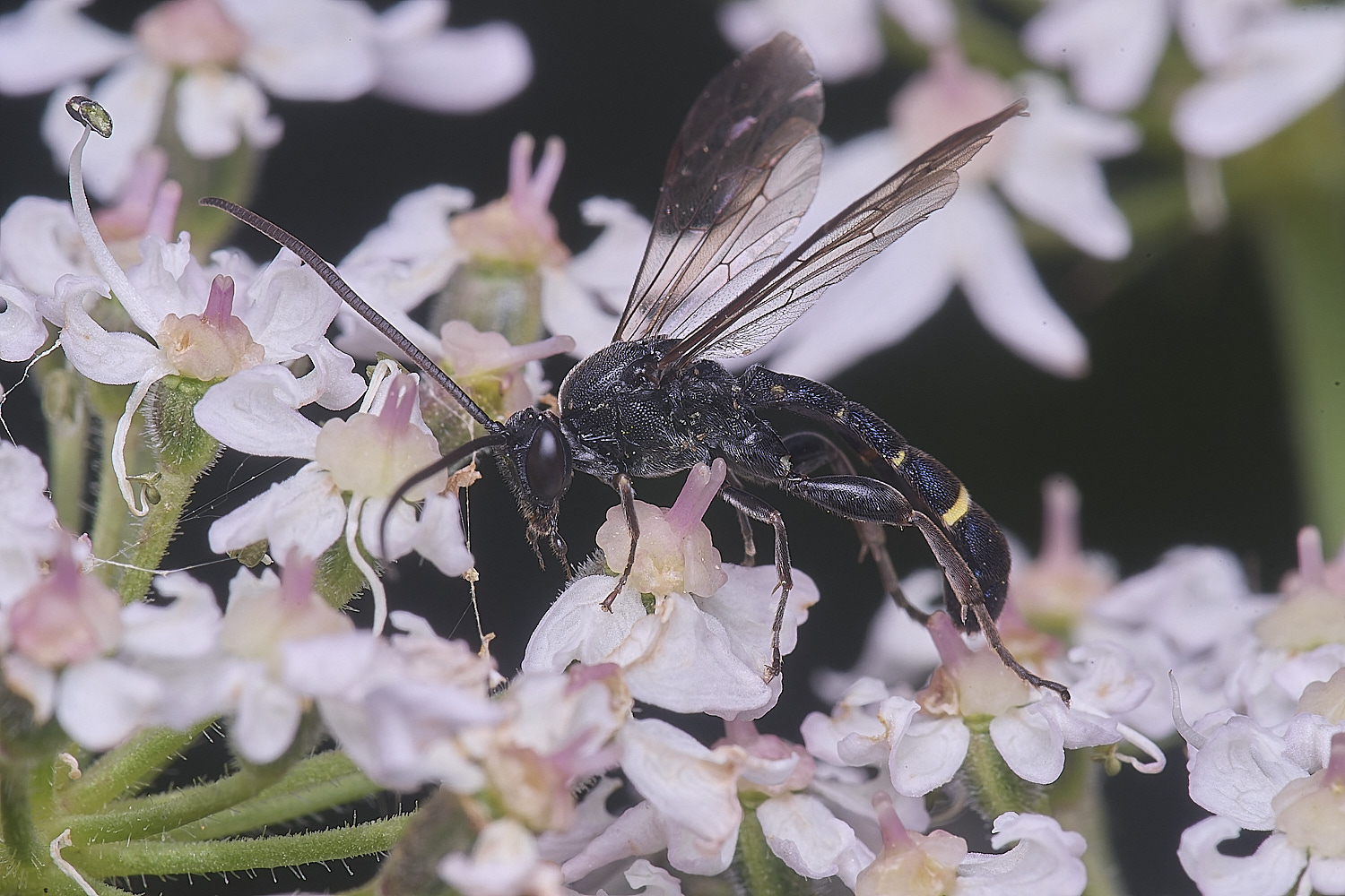 HanworthUnkown220725-9