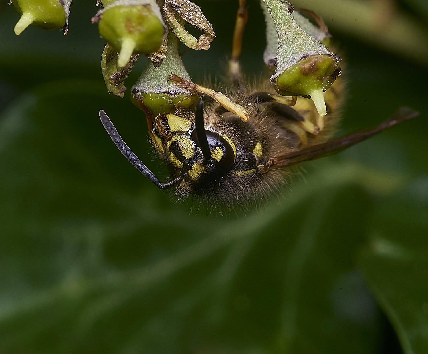 HanworthVvulgaris141025-1