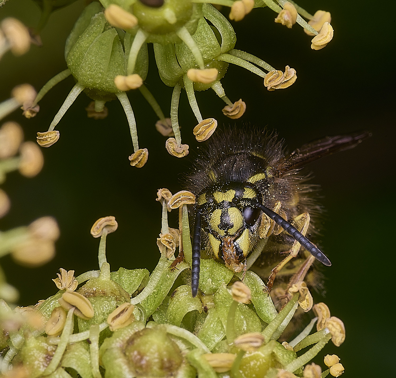 HanworthVvulgaris151025-1
