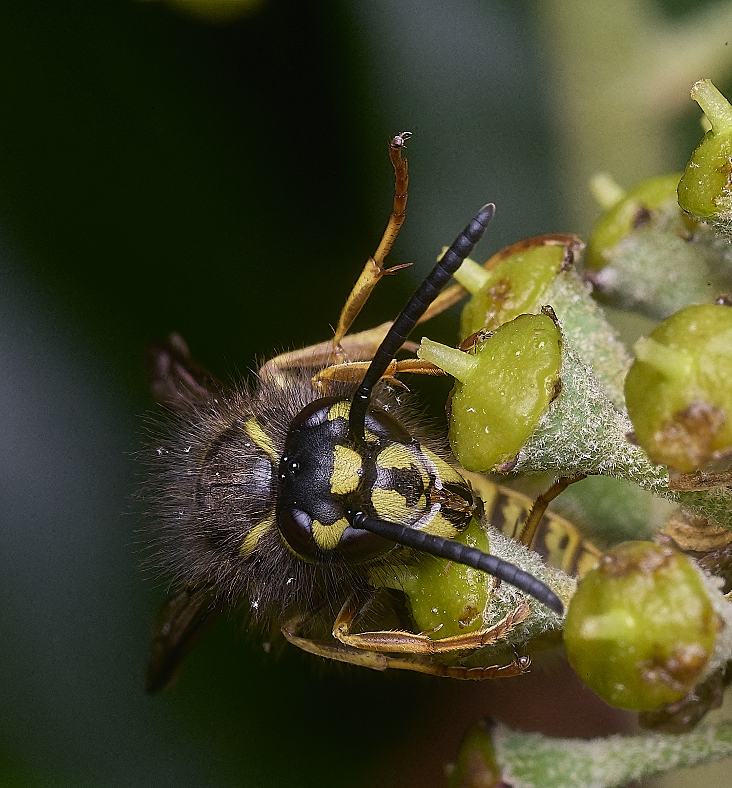 HanworthVvulgaris151025-4