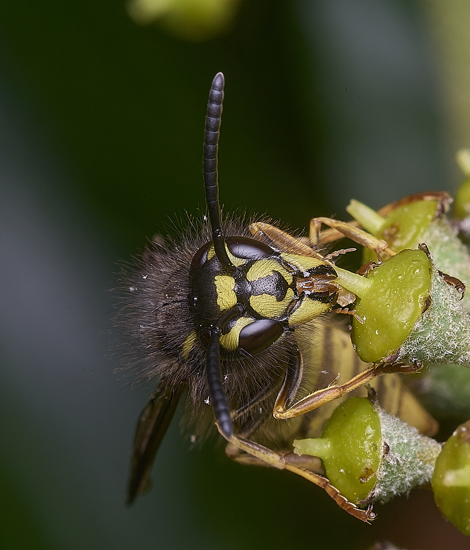 HanworthVvulgaris151025-5