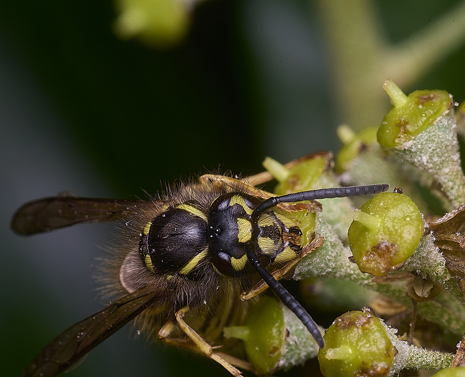 HanworthVvulgaris151025-6
