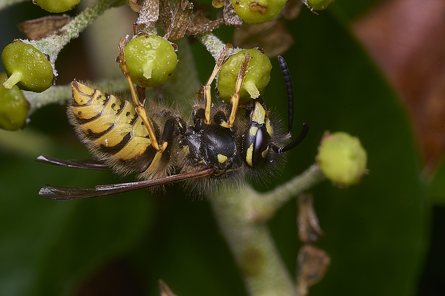 HanworthVvulgaris151025-7