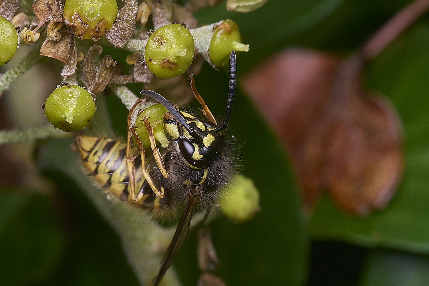 HanworthVvulgaris151025-8