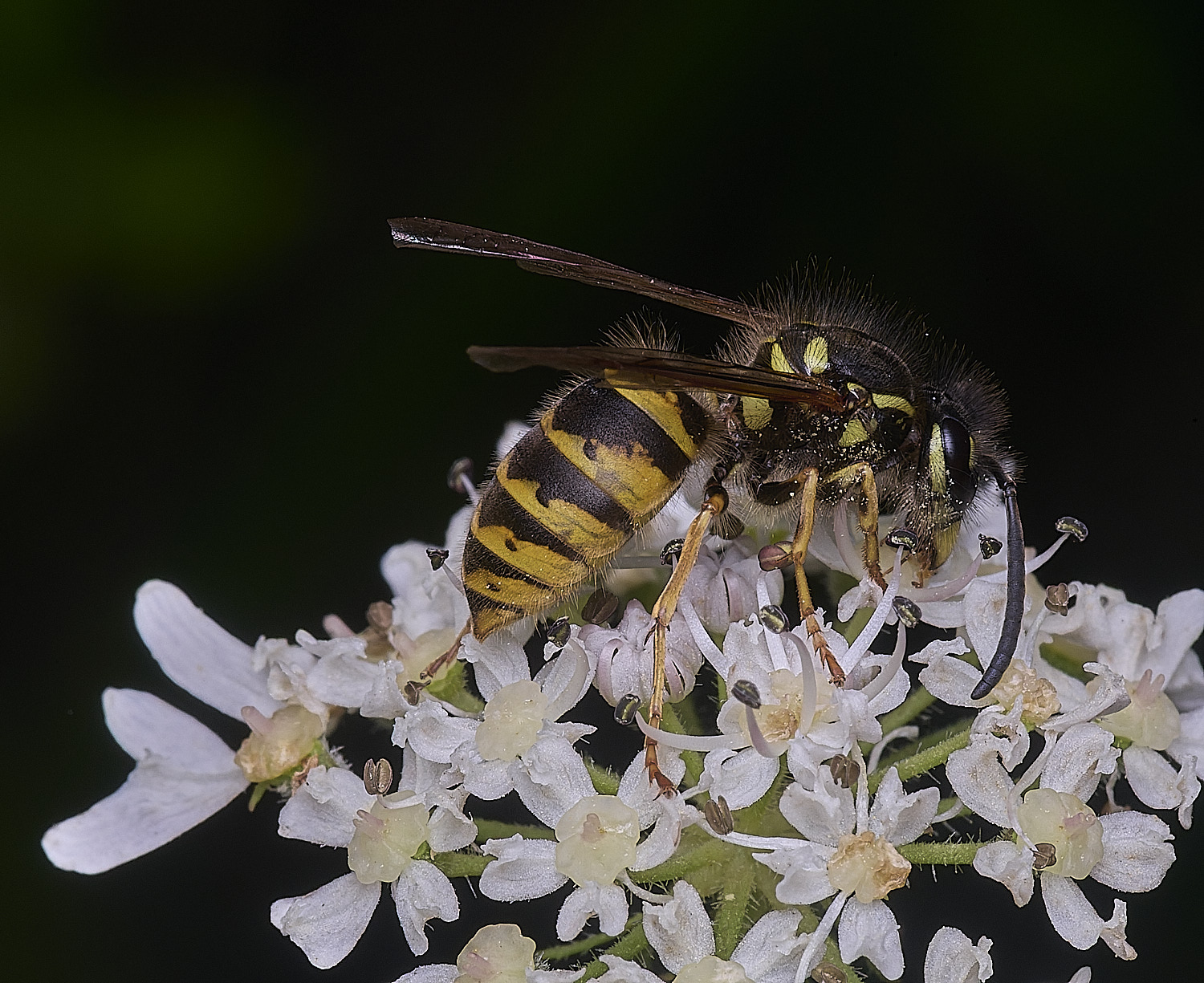 HanworthVvulgaris300725-2