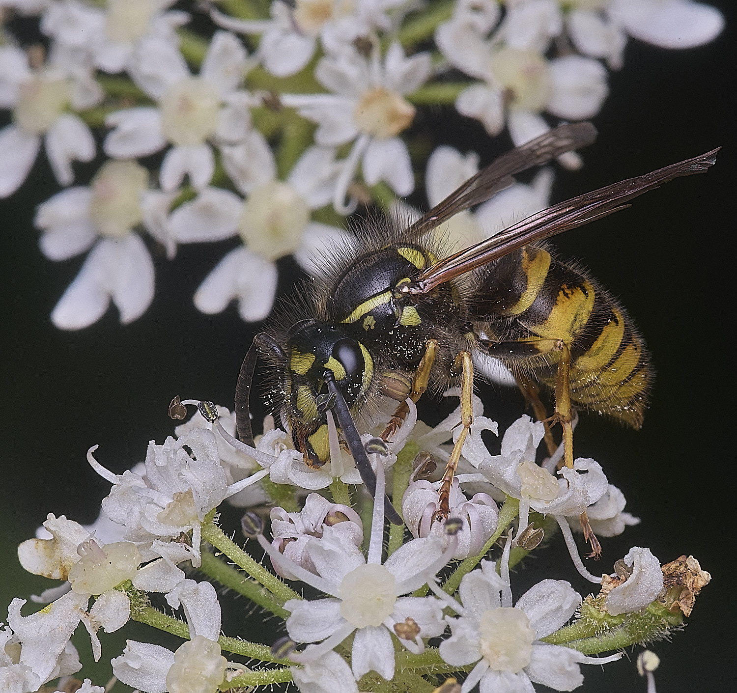 HanworthVvulgaris300725-4