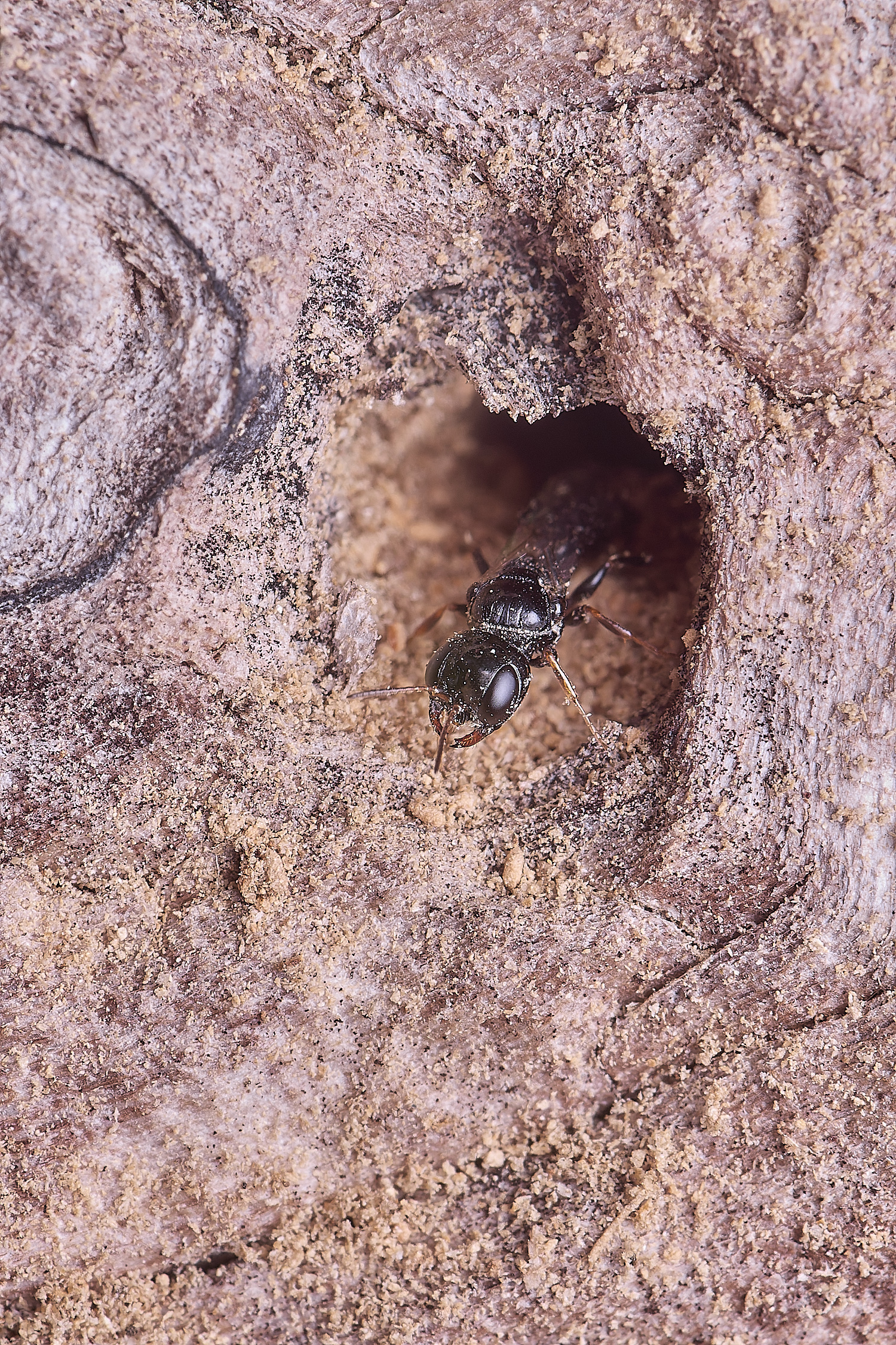 HanworthWasp140625-1