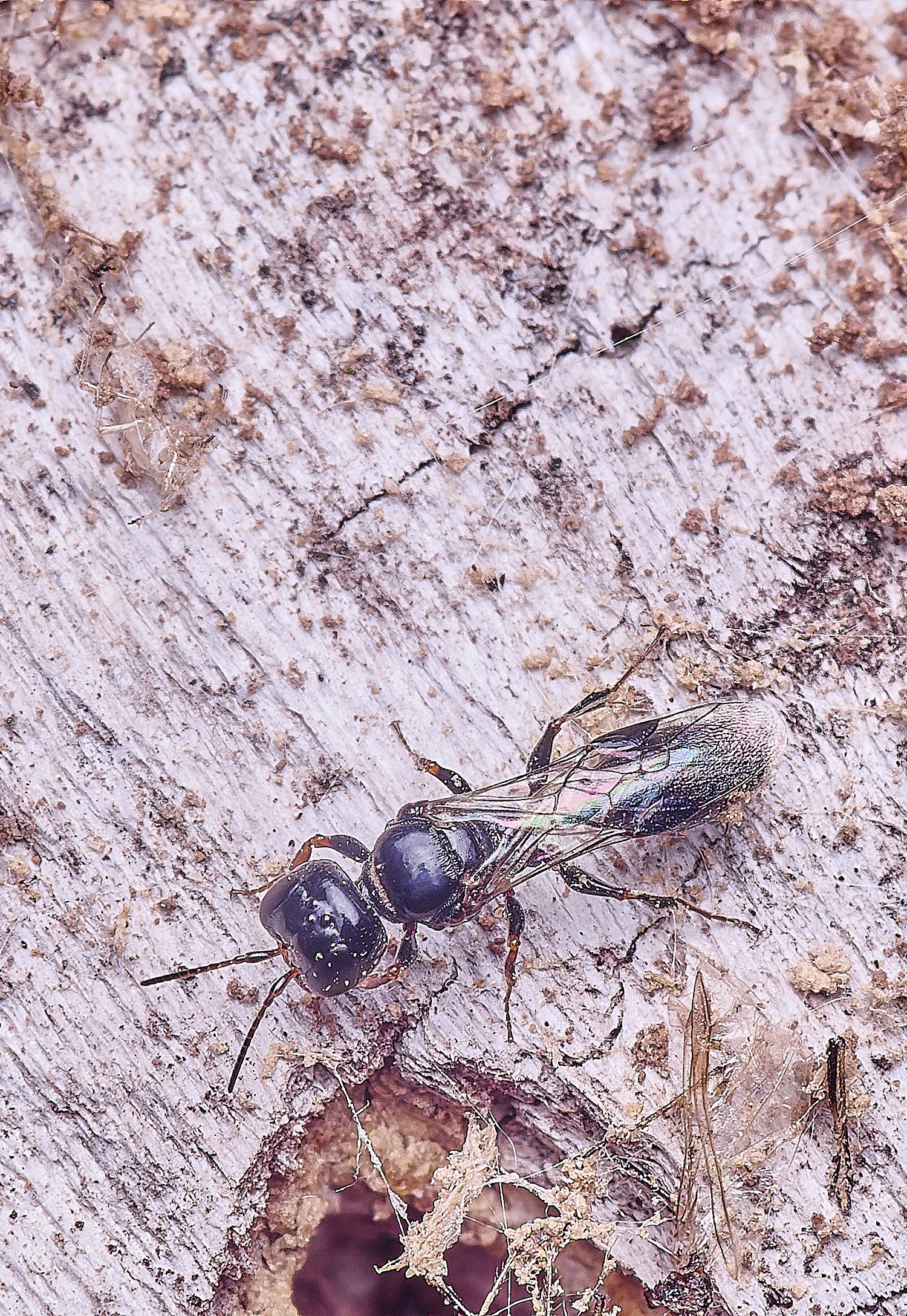 HanworthWasp140625-2