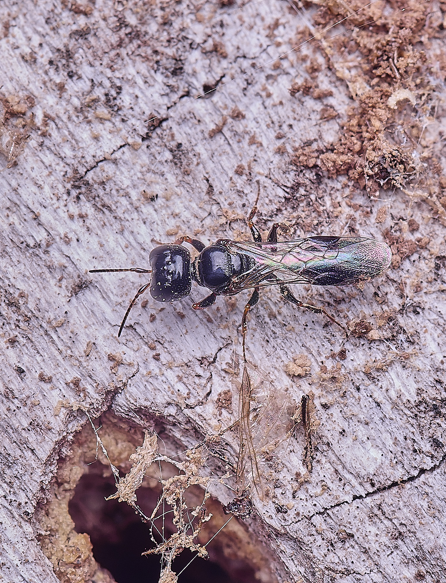 HanworthWasp140625-3