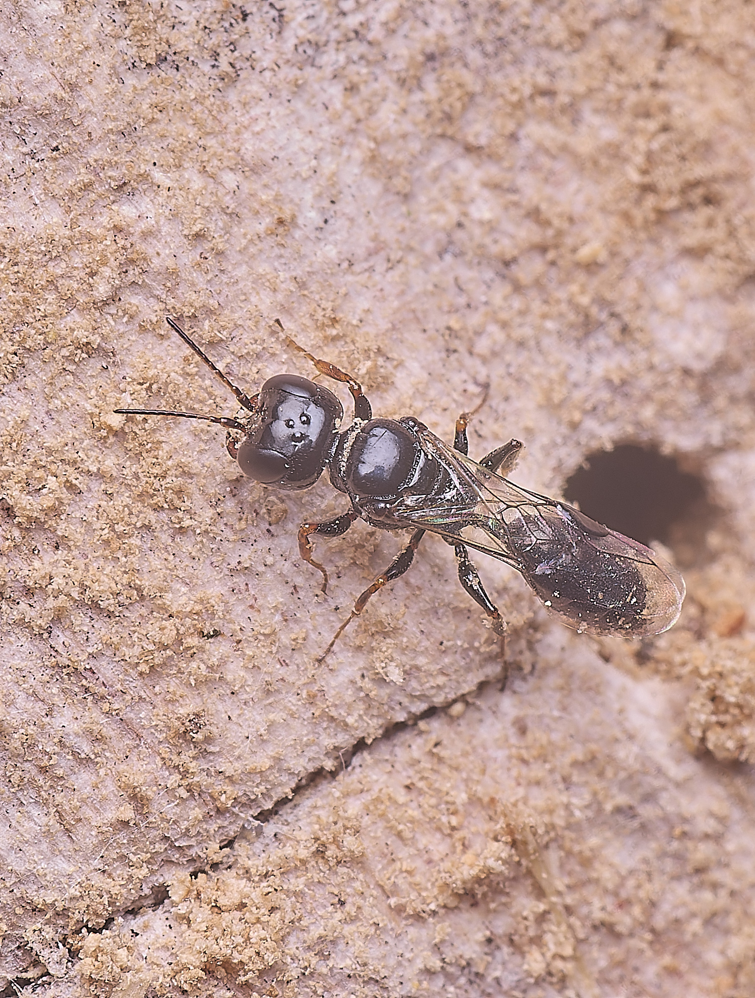 HanworthWasp140625-4