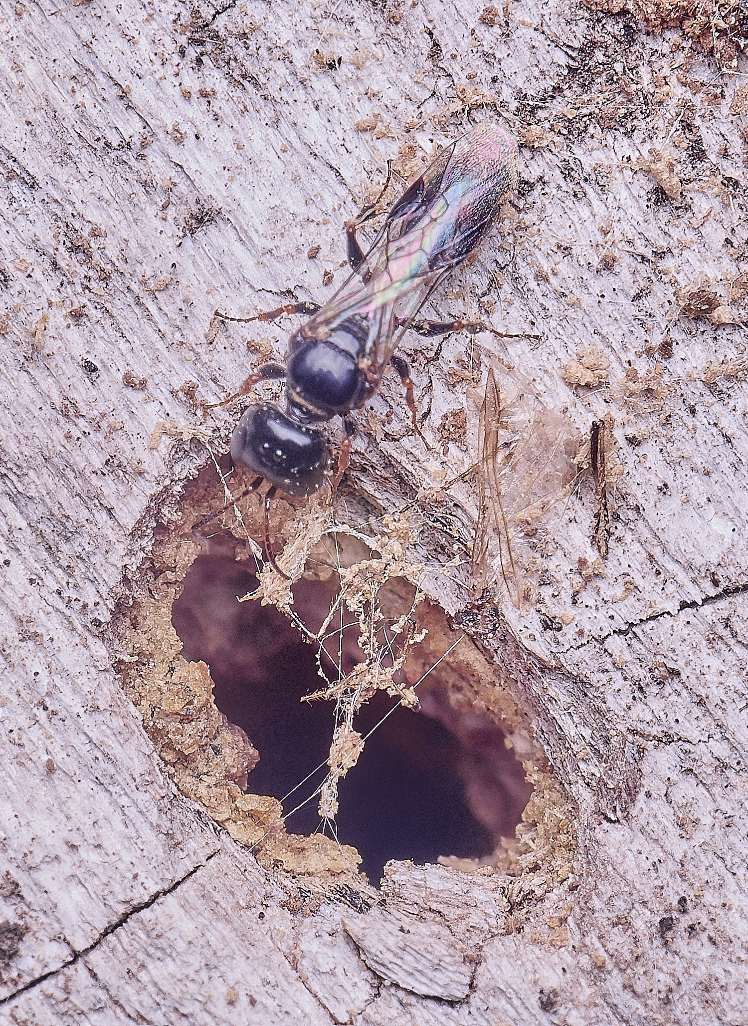 HanworthWasp140625-5